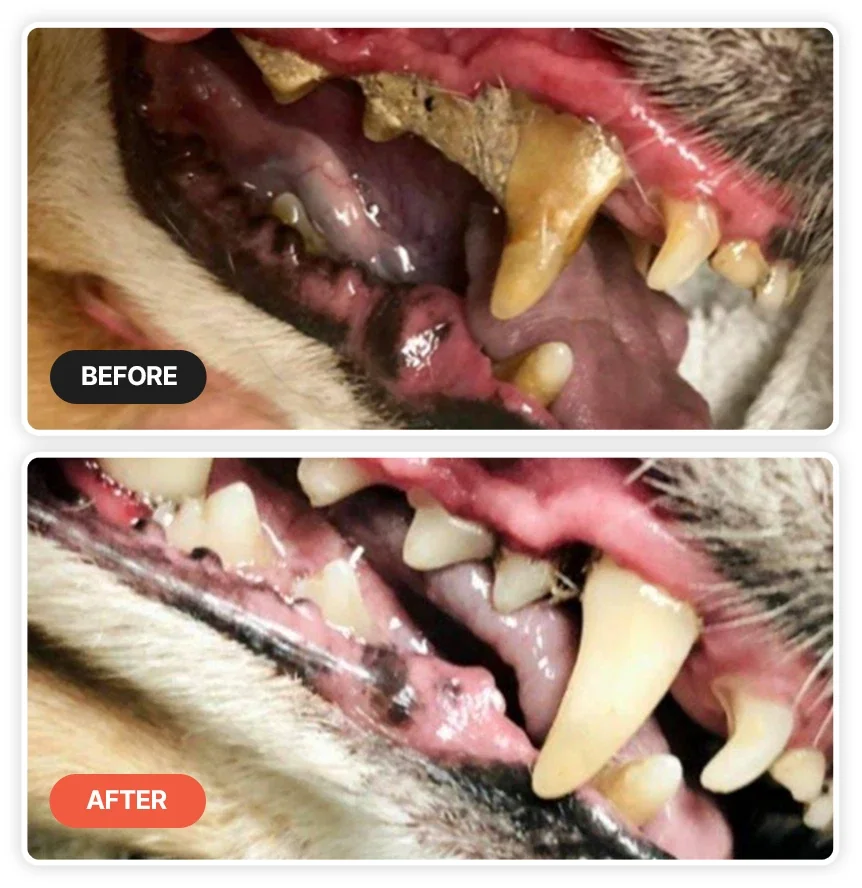 Overcoming The Anesthesia Risk: Why At-Home Maintenance Matters